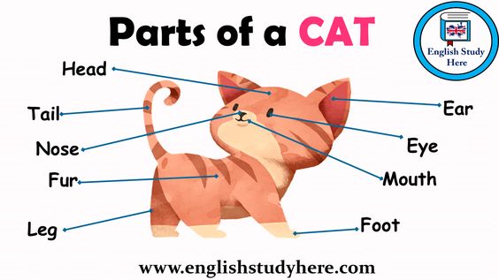 parts of a cat.jpg